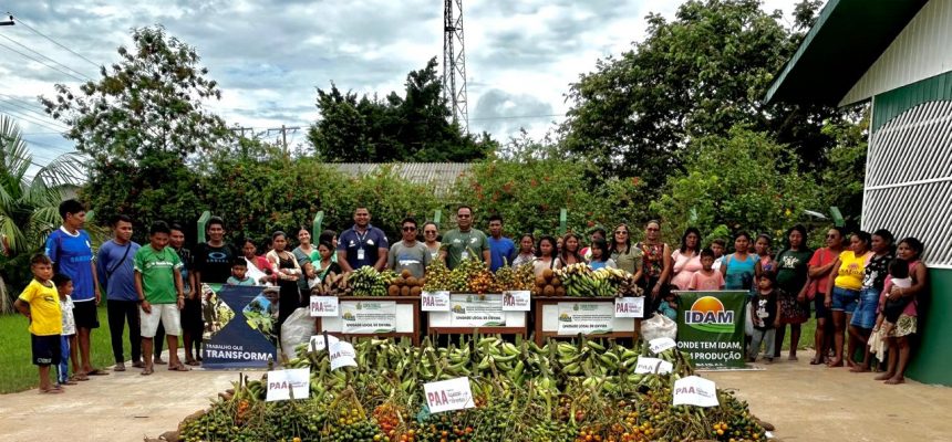 Sete toneladas de alimentos produzidos por agricultores familiares indígenas das etnias Kulina, Apurinã e Miranha de Manaquiri e Envira (respectivamente, a 60 e 1.208 quilômetros de Manaus) foram escoadas pelo Instituto de Desenvolvimento Agropecuário e Florestal Sustentável do Estado do Amazonas (Idam). Adquiridos por meio do Programa de Aquisição de Alimentos (PAA) Indígena, os itens tiveram como destino escolas e instituições de assistência a indígenas dos municípios.