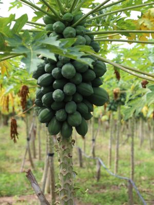 A Sepror chama atenção para as datas limites do prazo de inscrição de agricultores familiares interessados em participar do programa Garantia Safra...